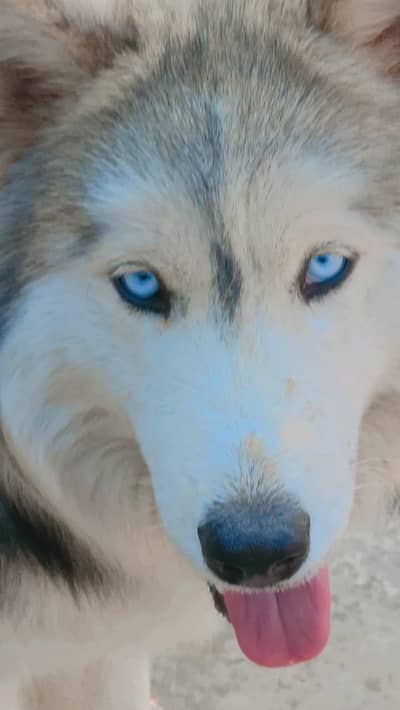 Alaskan malamute male