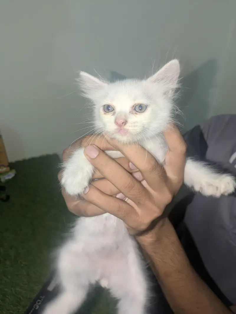 one month persion baby — photo 2