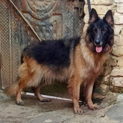 German Shepherd Long Cot Female