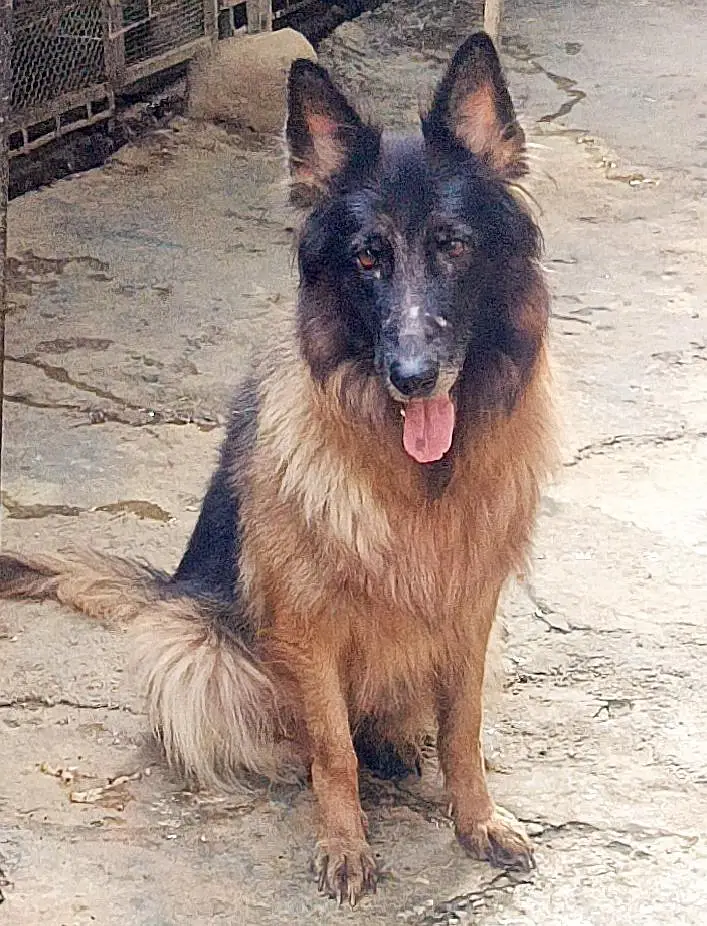 German Shepherd Long Cot Female — photo 2
