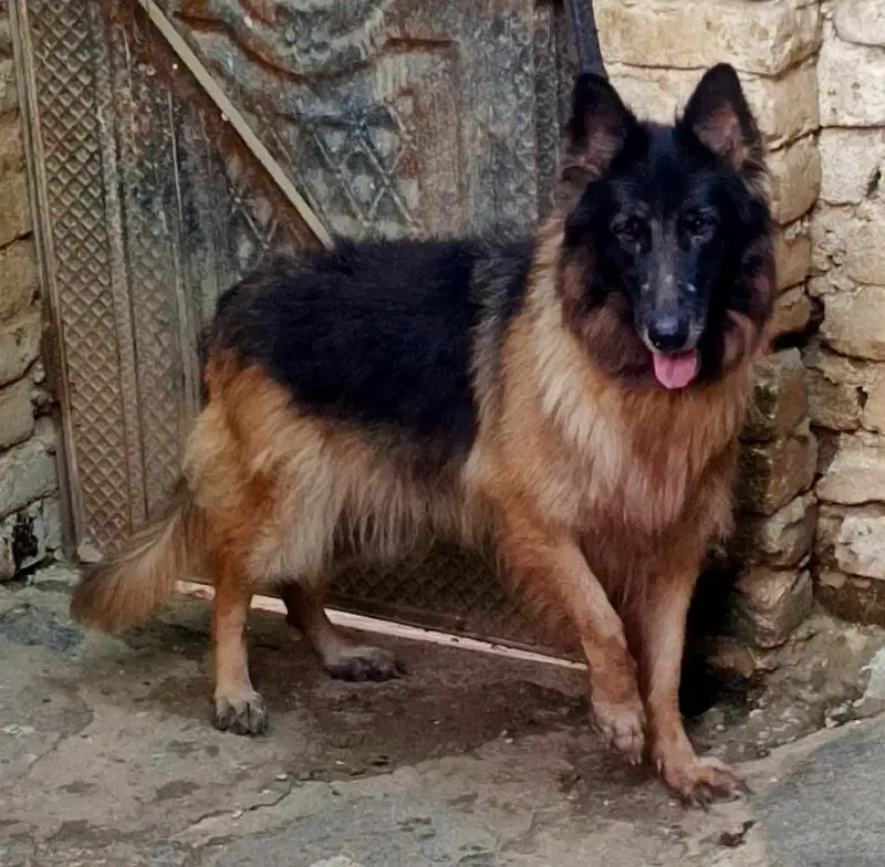 German Shepherd Long Cot Female — photo 3