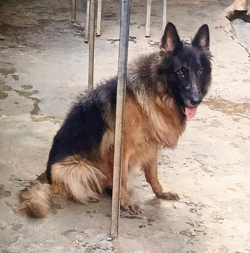 German Shepherd Long Cot Female — photo 4