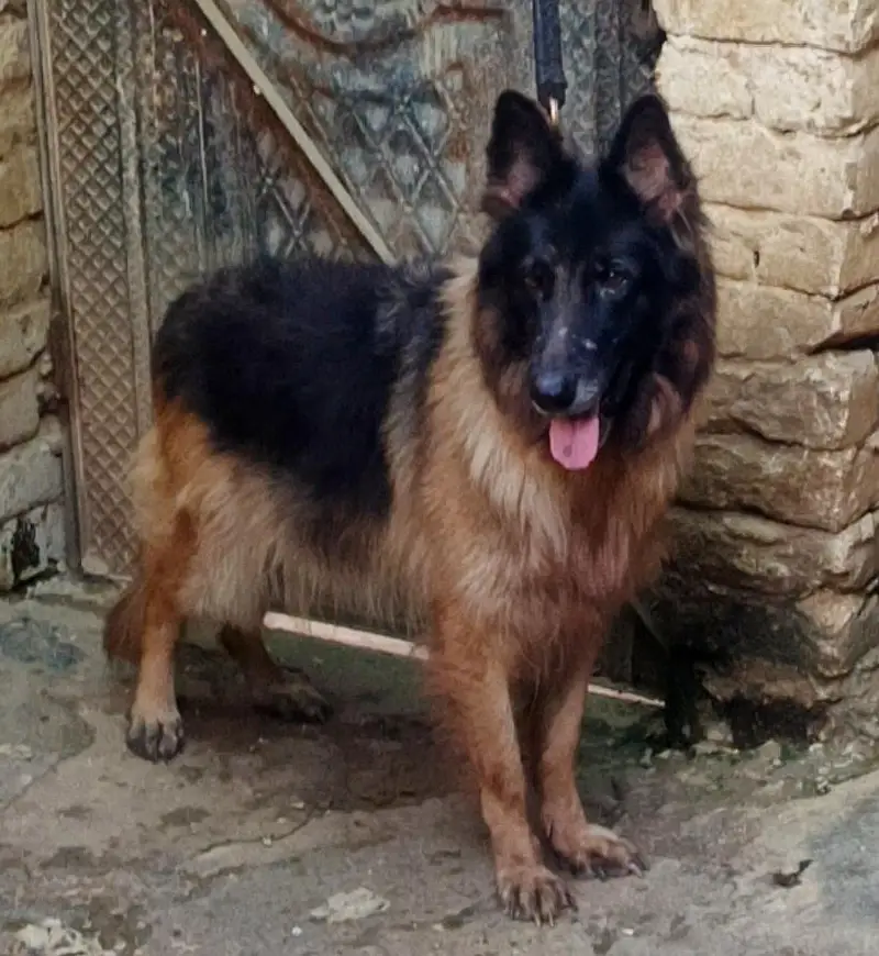 German Shepherd Long Cot Female — photo 5