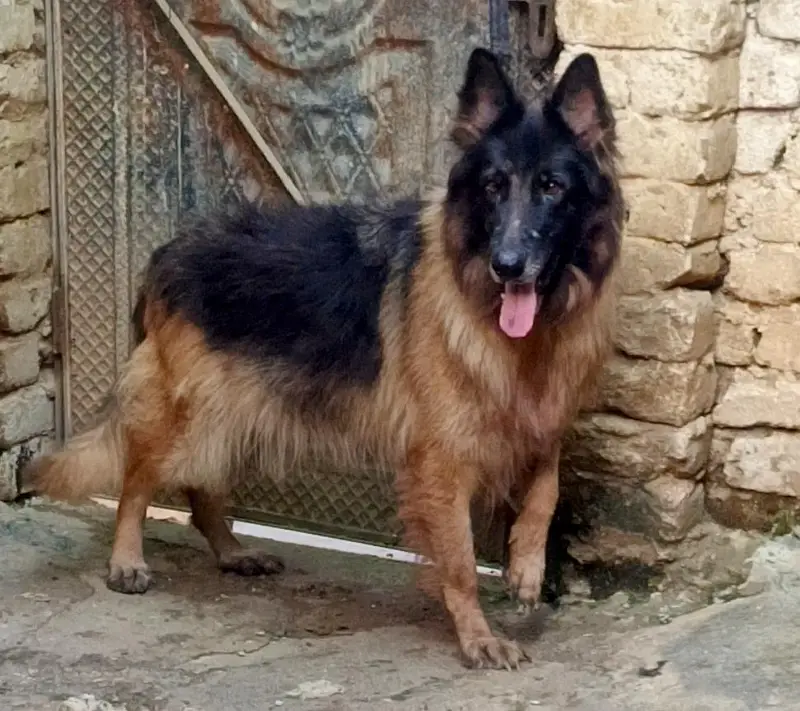 German Shepherd Long Cot Female — photo 6