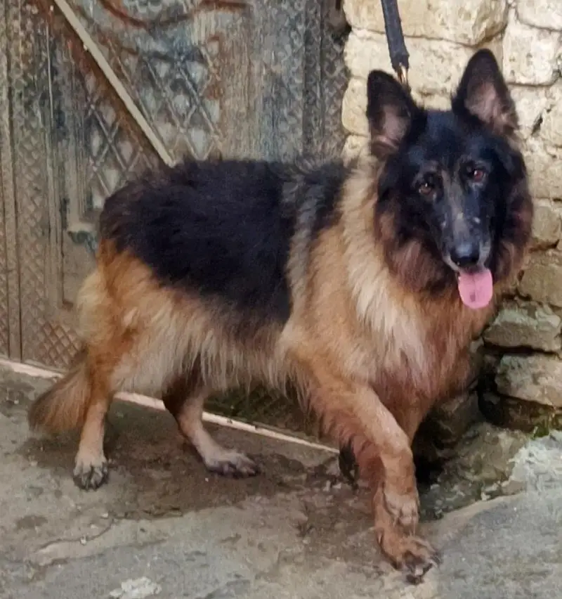 German Shepherd Long Cot Female — photo 7