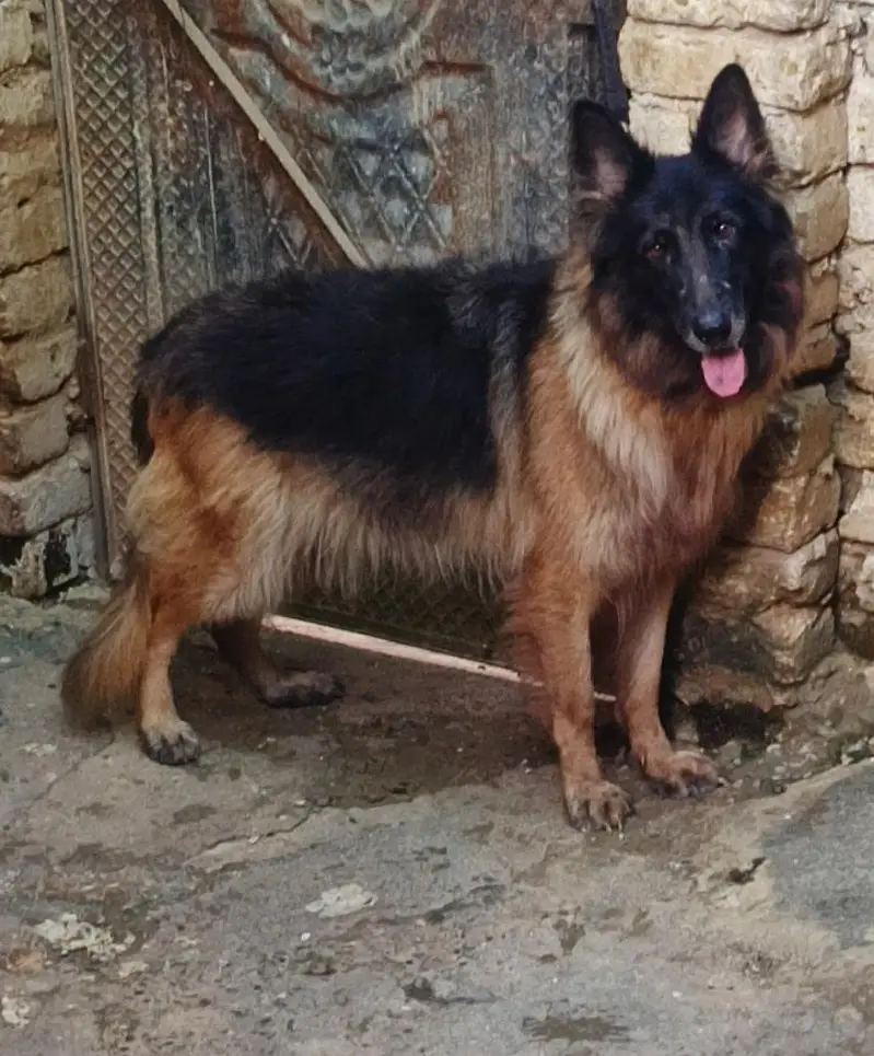 German Shepherd Long Cot Female — photo 8