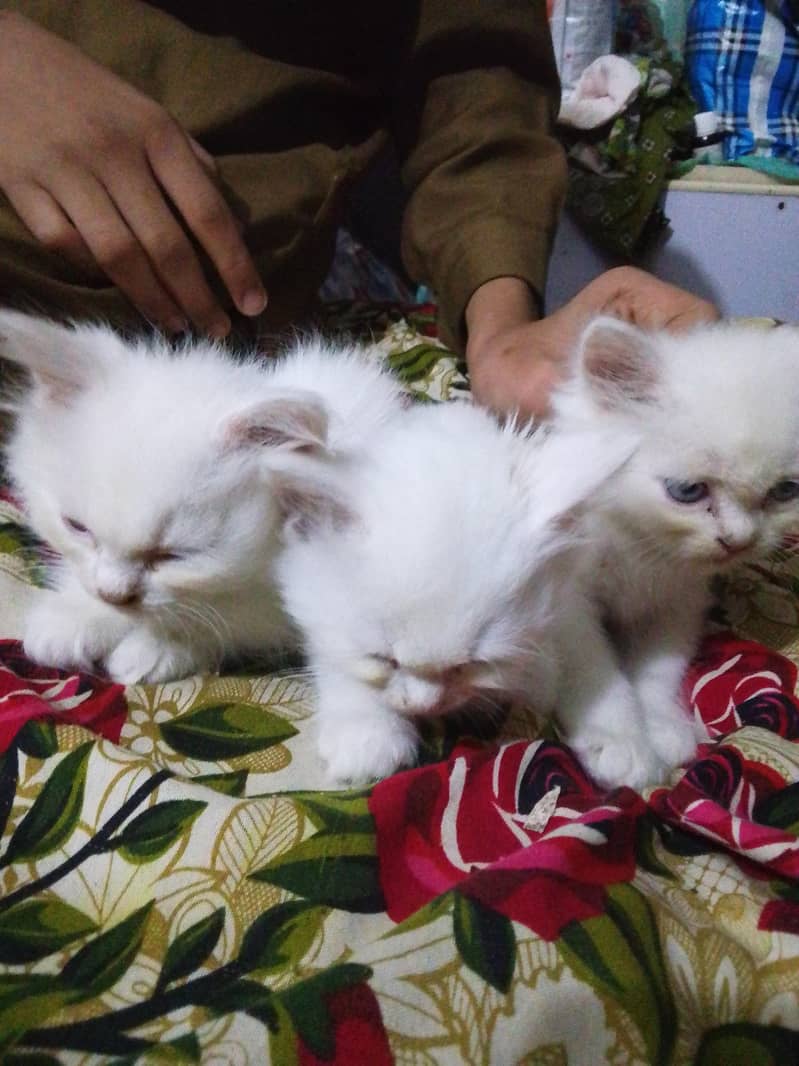 3 cat 0