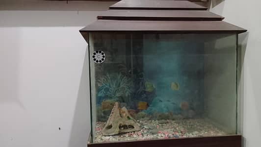 Aquarium 4000/= only