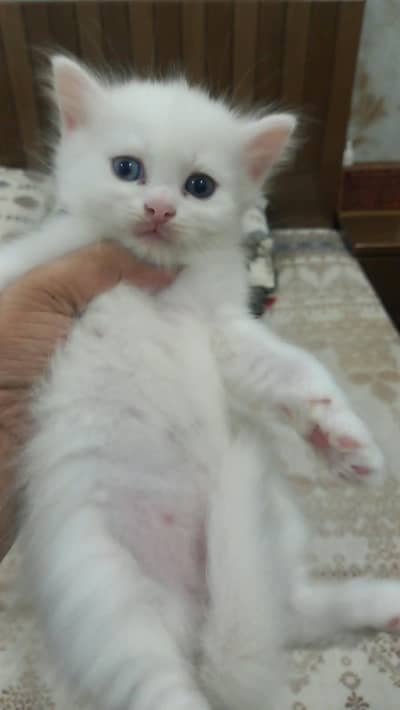 kitten for sale