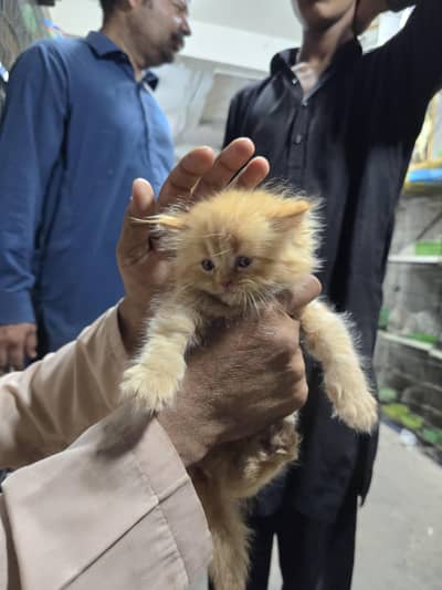 Persian kitten