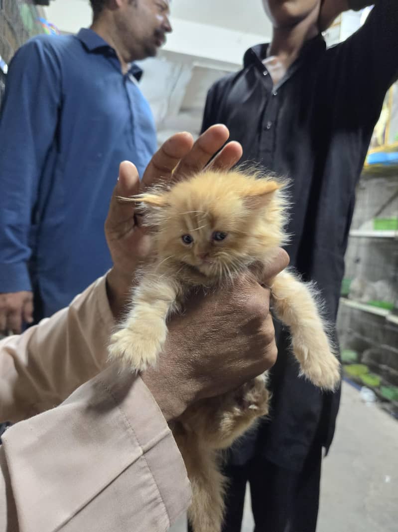 Persian kitten 0