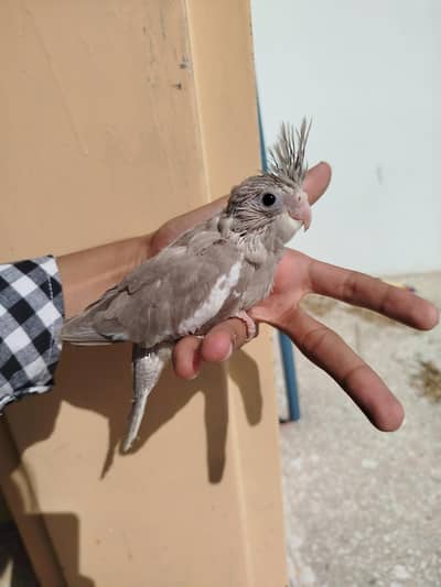 Quality Handtamed Cocktails Available + Also Breeder Cocktail Females