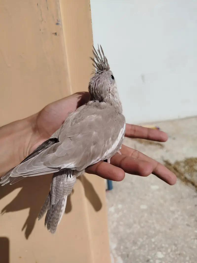 Quality Handtamed Cocktails Available + Also Breeder Cocktail Females — photo 2