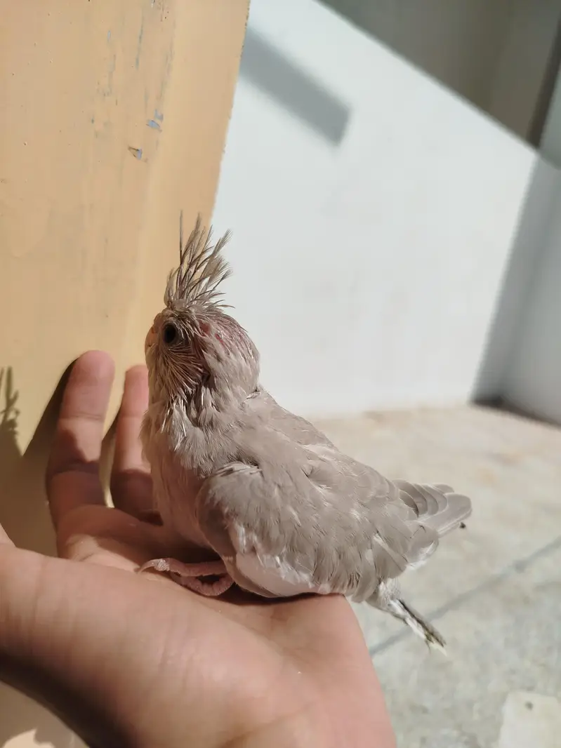 Quality Handtamed Cocktails Available + Also Breeder Cocktail Females — photo 4