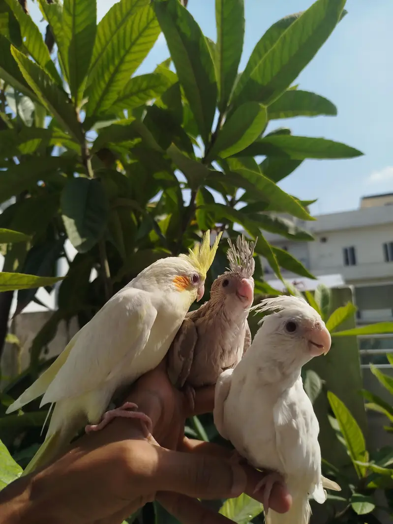 Quality Handtamed Cocktails Available + Also Breeder Cocktail Females — photo 6
