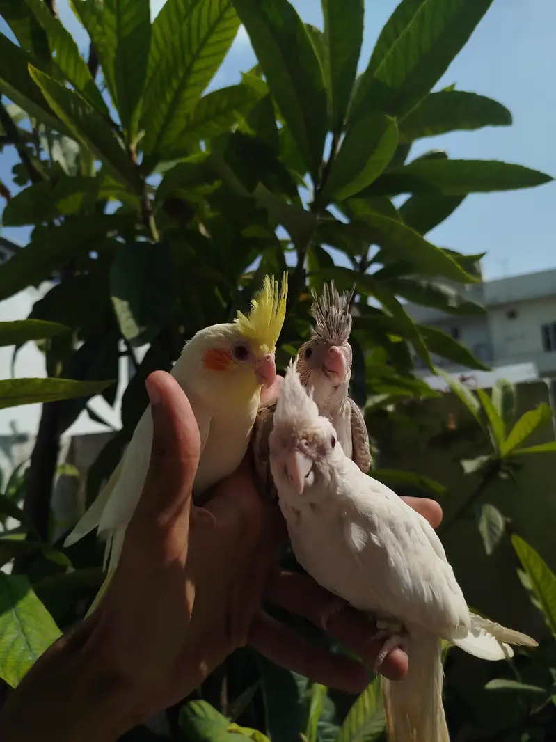 Quality Handtamed Cocktails Available + Also Breeder Cocktail Females — photo 7