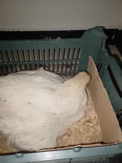 egg Nahin derahi ha location nazimabad no 2 delivery Nahin Hogi