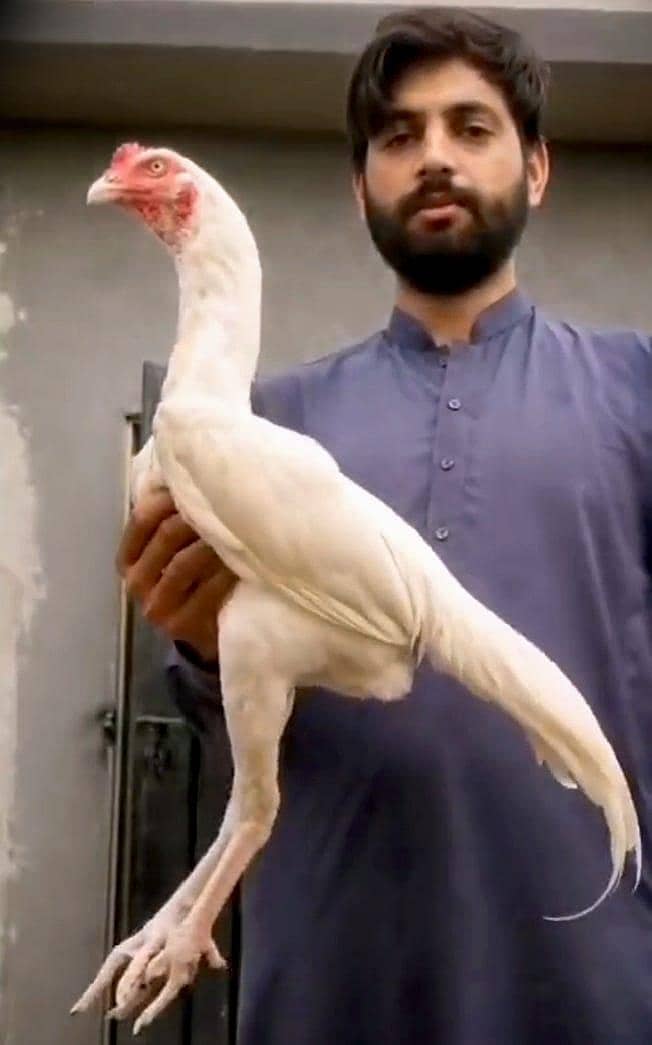 6 hen 1