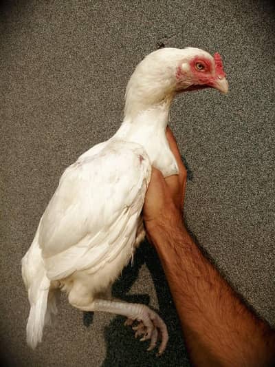 heera hen