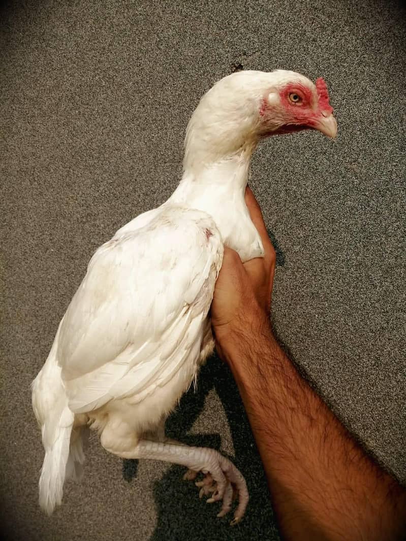 6 hen 2
