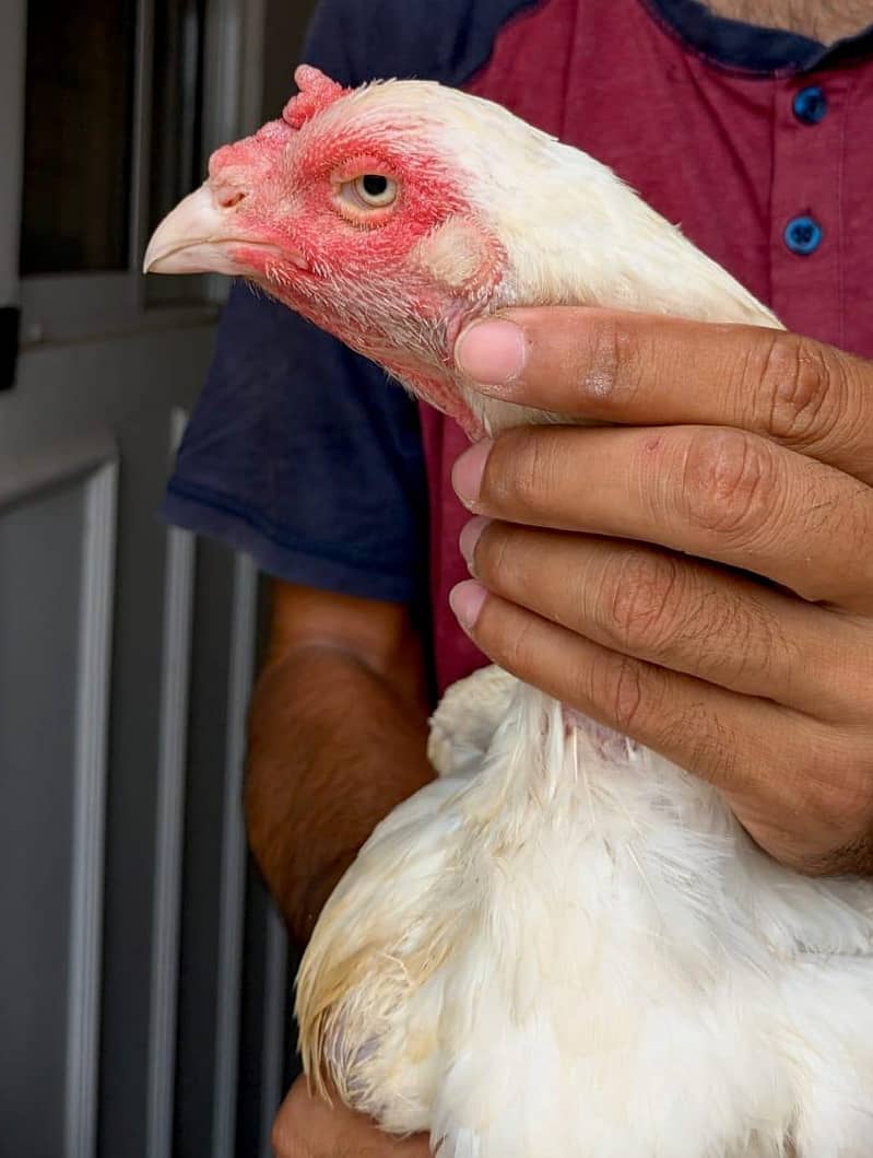 6 hen 3