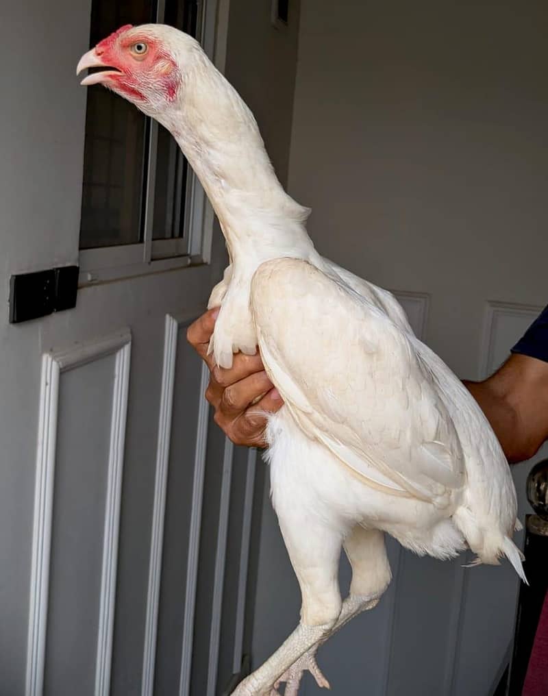 6 hen 4