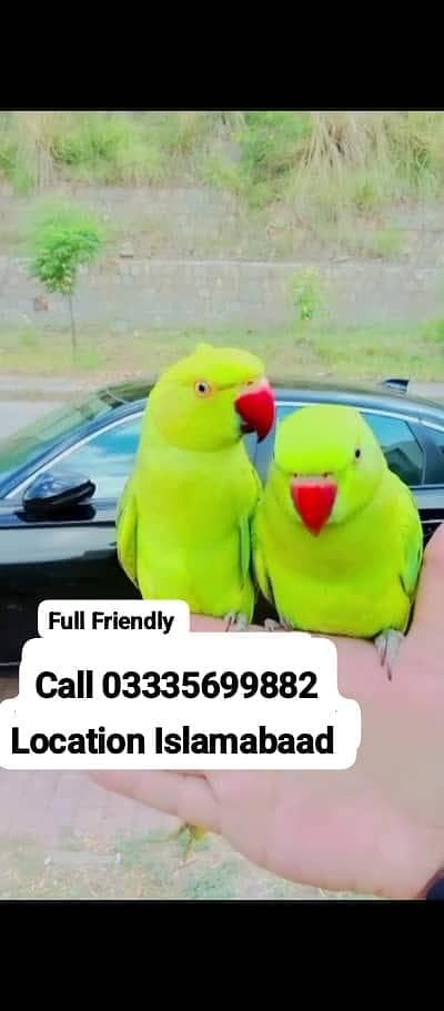 Single 6,000 Hand Tamed Friendly Green Ring Neck Parrot's Male/Female
