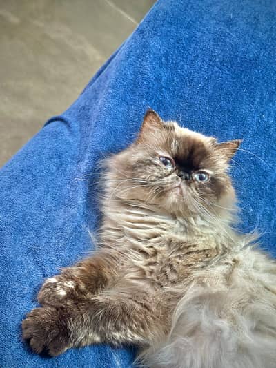 MATED PEKE/PEKI/PIKI BREEDER FEMALE
