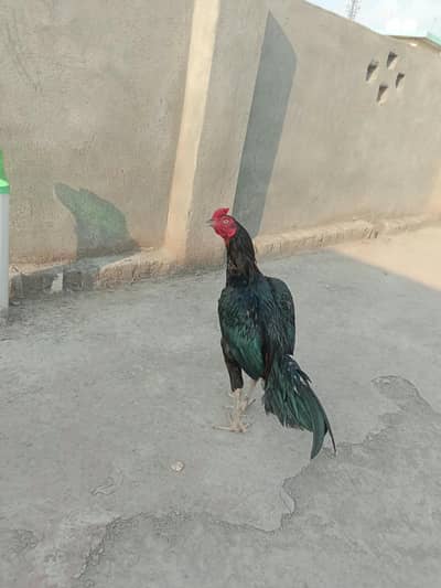 mushka birds madiyan all sale