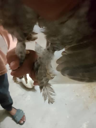 bantam chickens