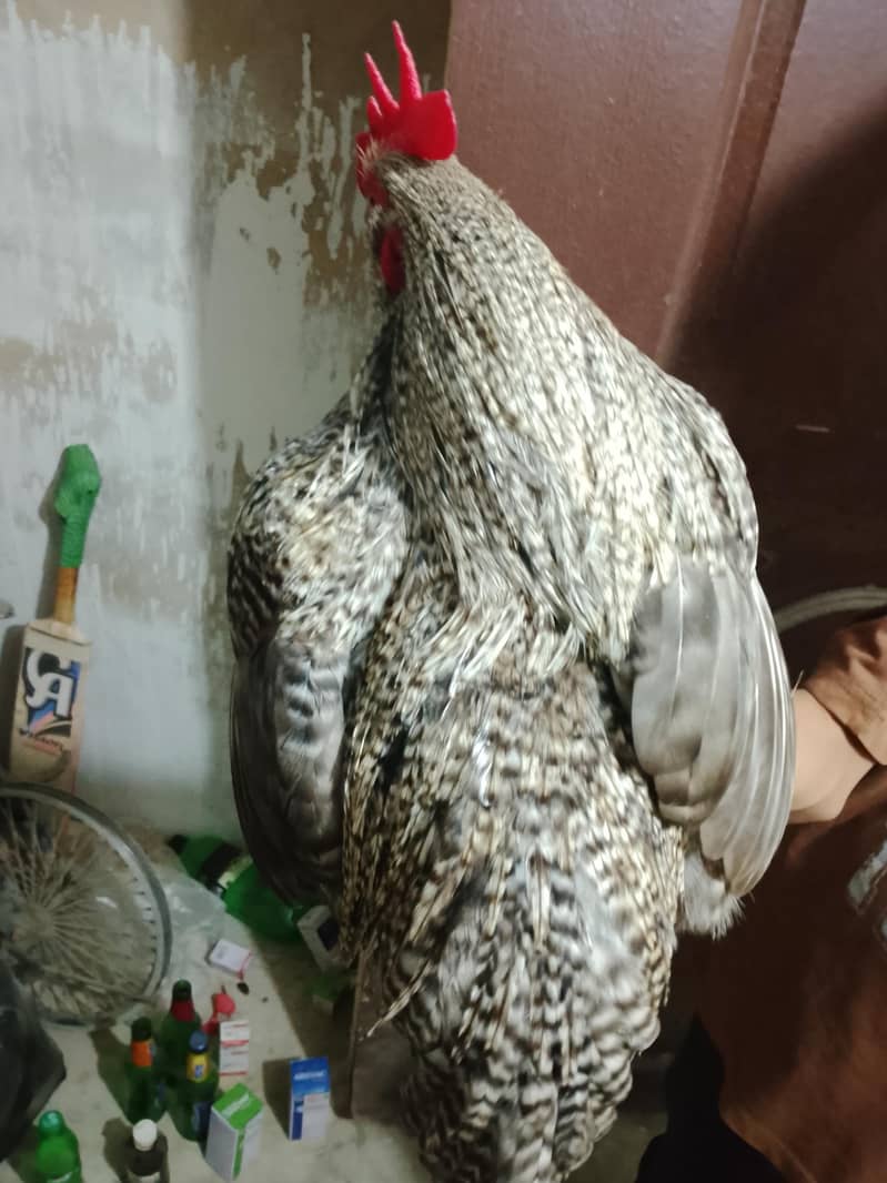 bantam chickens 1