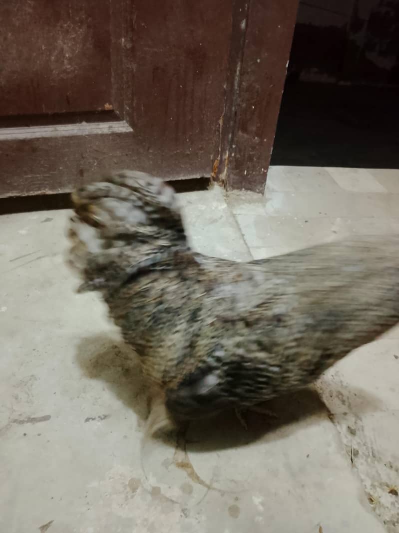 bantam chickens 2