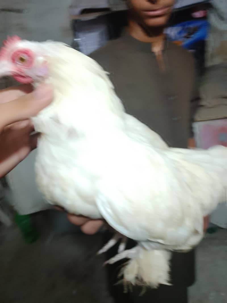 bantam chickens 3