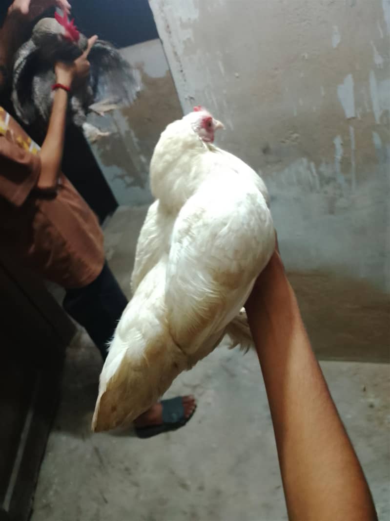 bantam chickens 4