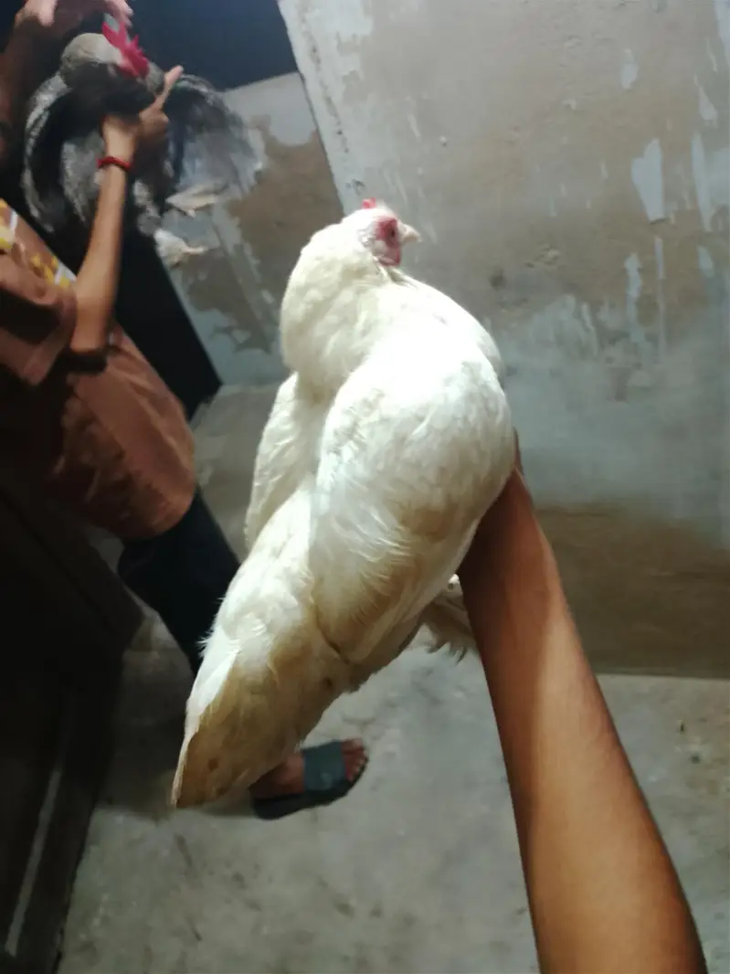 bantam chickens — photo 5