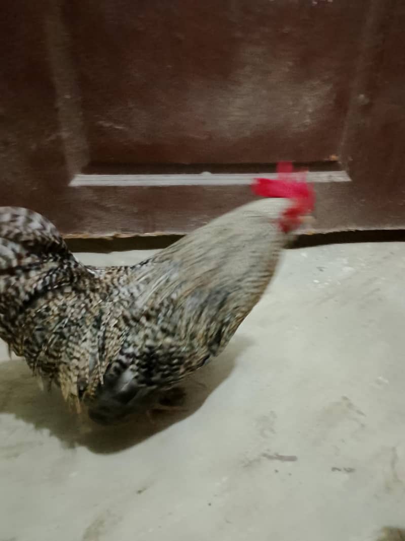 bantam chickens 5