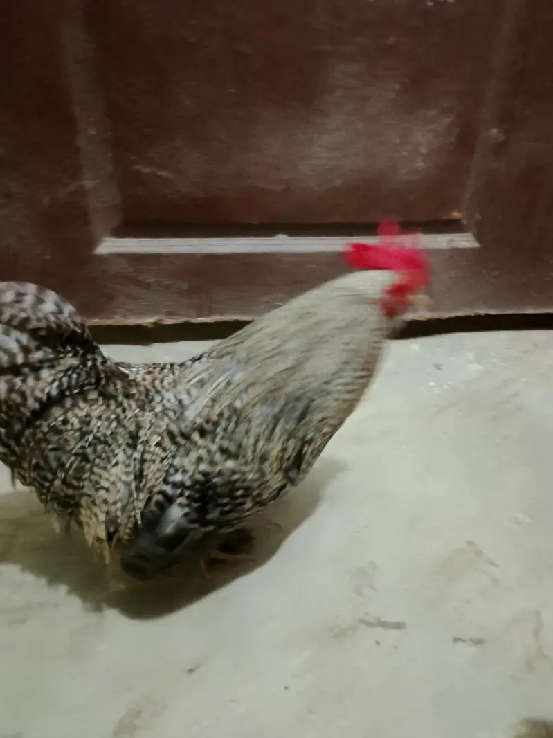 bantam chickens — photo 6