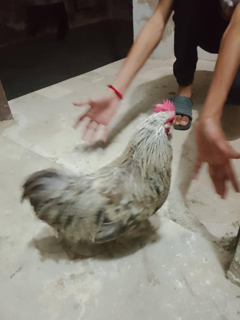 bantam chickens 6