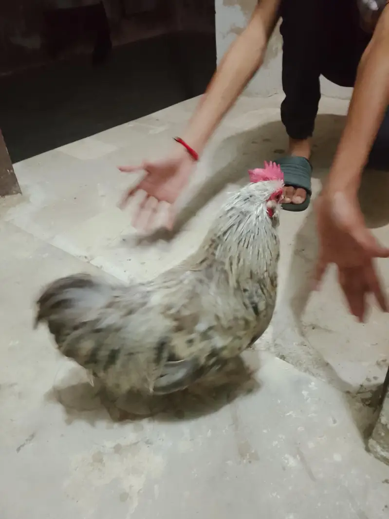 bantam chickens — photo 7