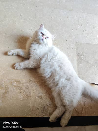 Persian cat