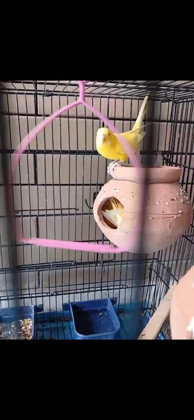 Redeyes Budgies for sale