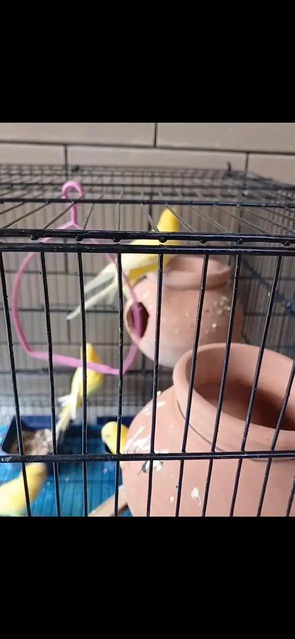 Redeyes Budgies for sale — photo 2