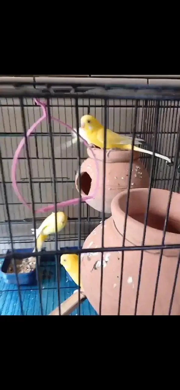 Redeyes Budgies for sale — photo 3