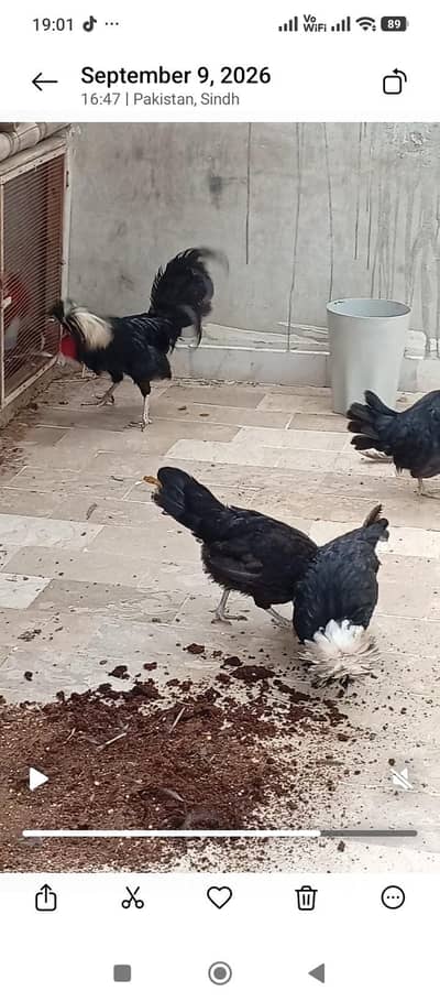polish and Mili flower hens (03061340234)
