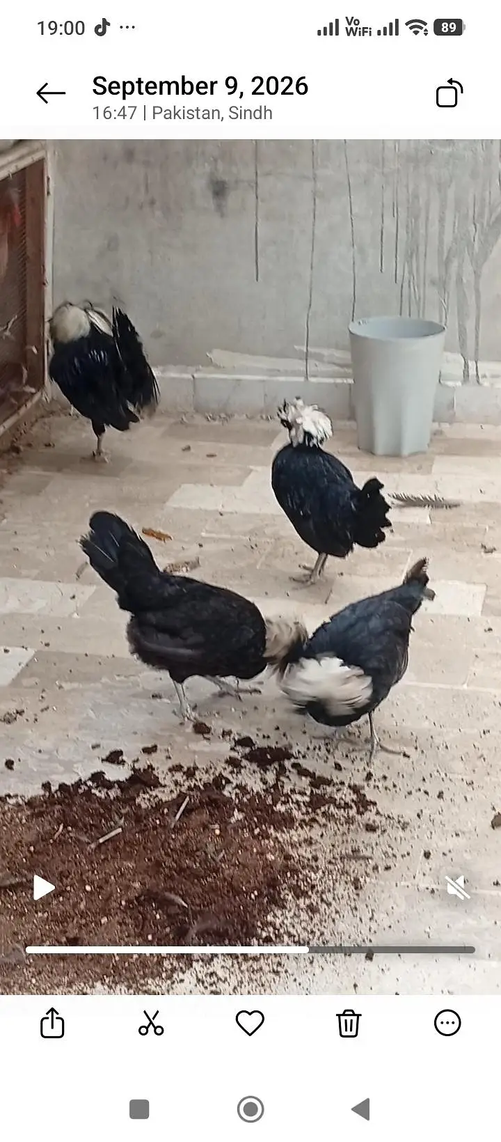 polish and Mili flower hens (03061340234) — photo 2
