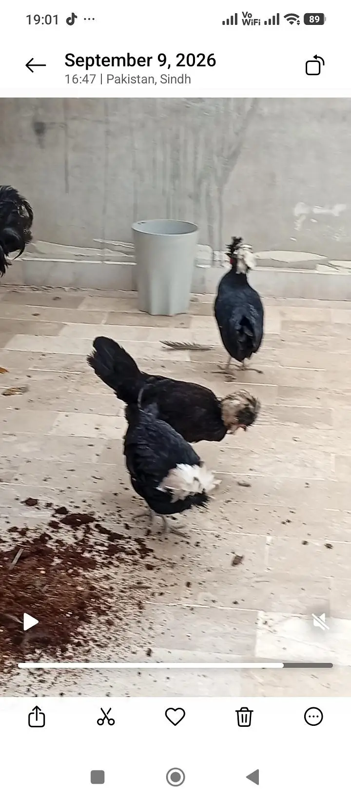 polish and Mili flower hens (03061340234) — photo 3