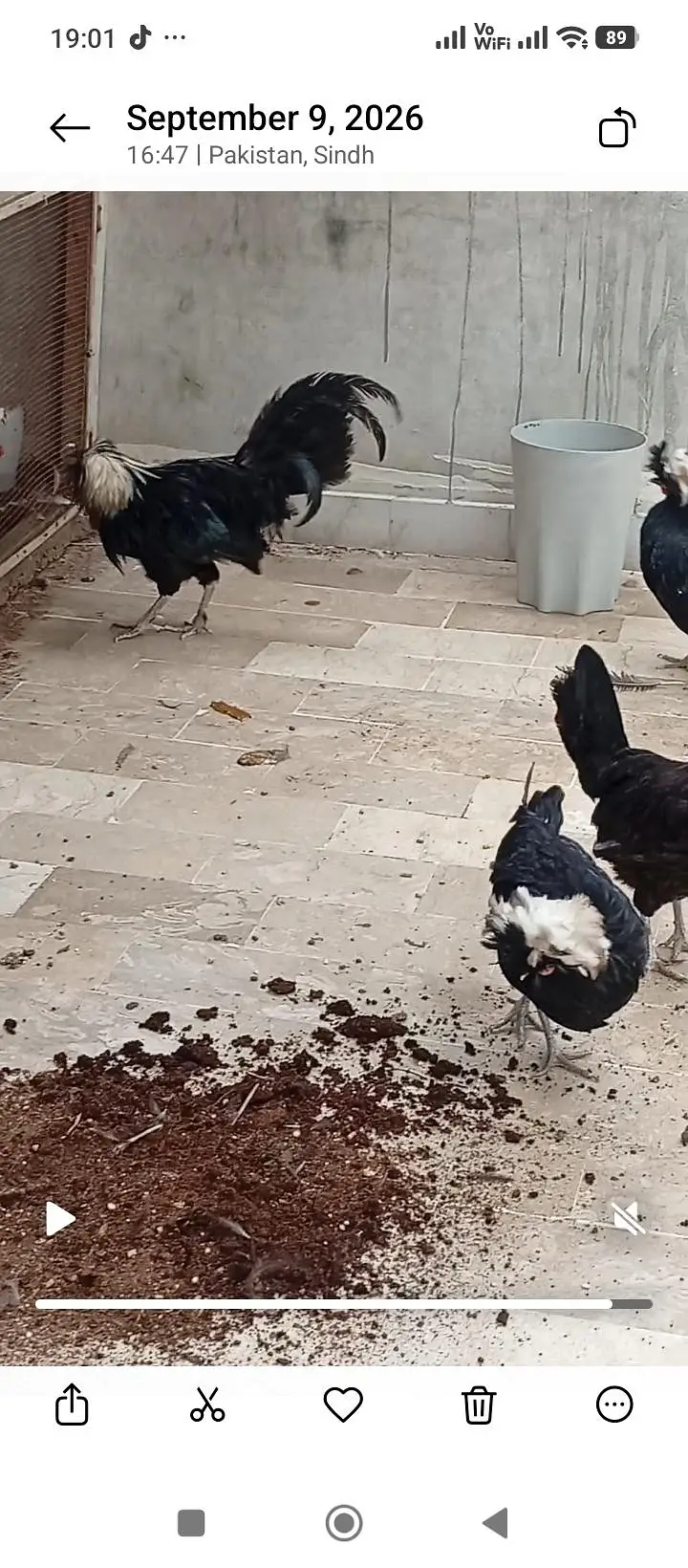 polish and Mili flower hens (03061340234) — photo 4