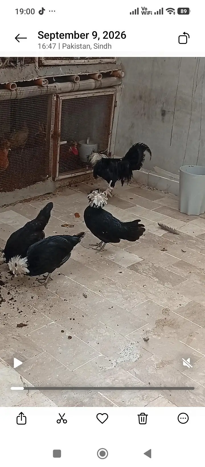 polish and Mili flower hens (03061340234) — photo 5