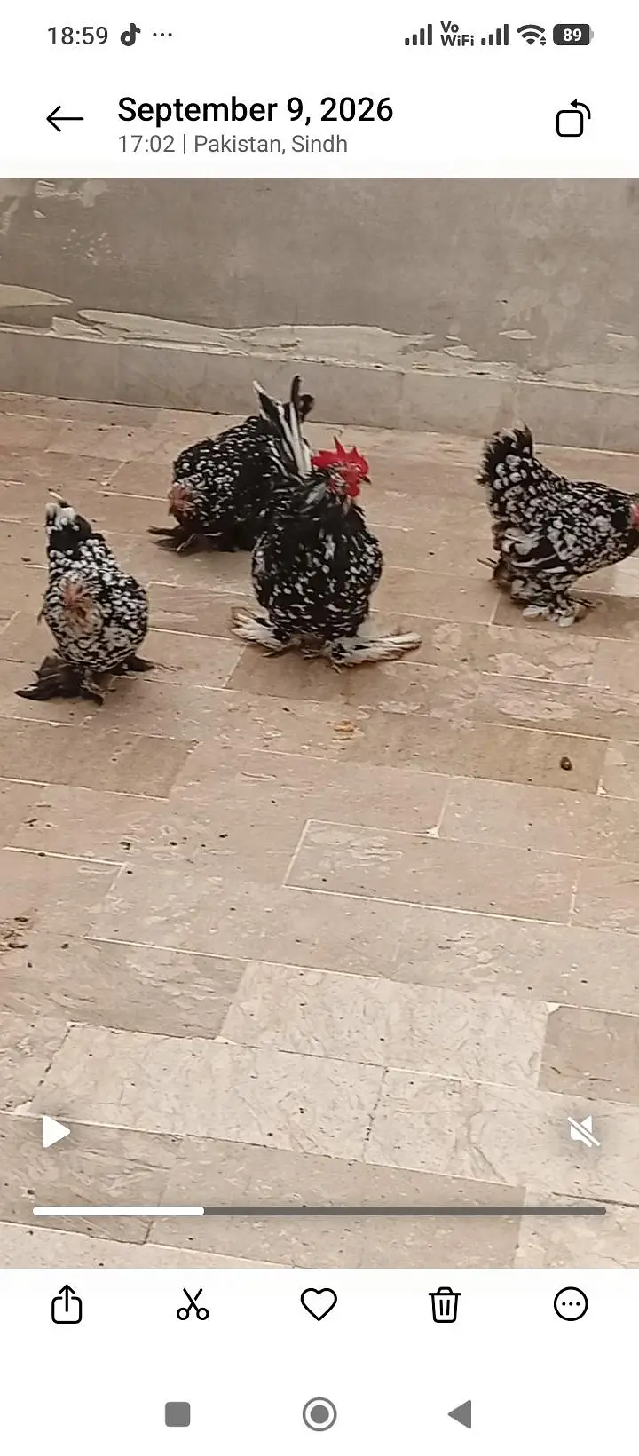 polish and Mili flower hens (03061340234) — photo 8