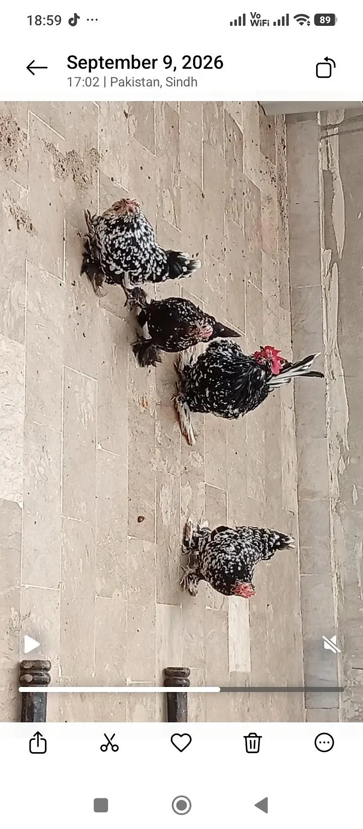polish and Mili flower hens (03061340234) — photo 9